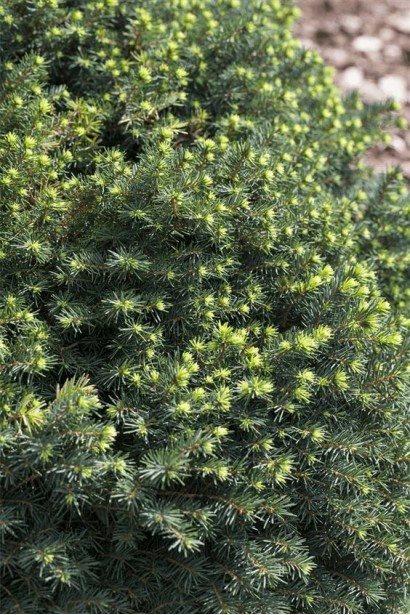 Ель сербская Карел